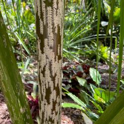 Location: Leu Gardens Orlando, FL zone 9b
Date: 2024-04-22
Mealy Bug Palm (Dypsis mananjarensis 'Mealy Bug') Stem bark looks