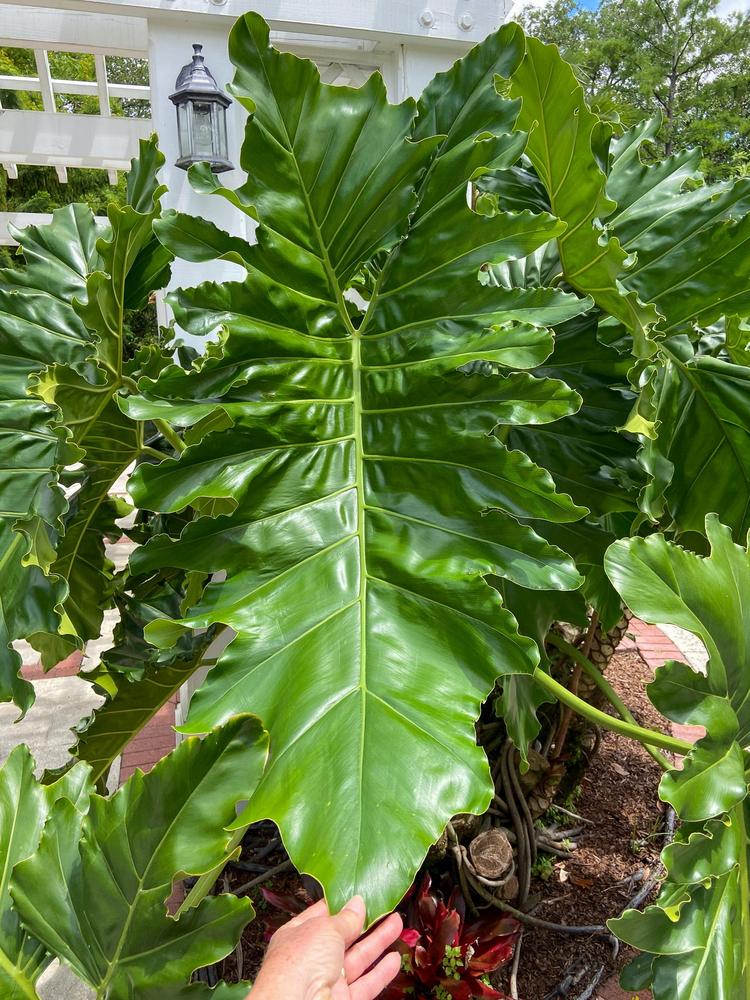 Photo of Tree Philodendron (Philodendron 'Evansii') uploaded by sunkissed