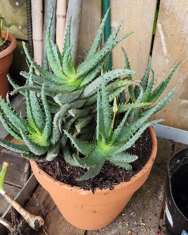 Photo of Aloes (Aloe) uploaded by tomithey