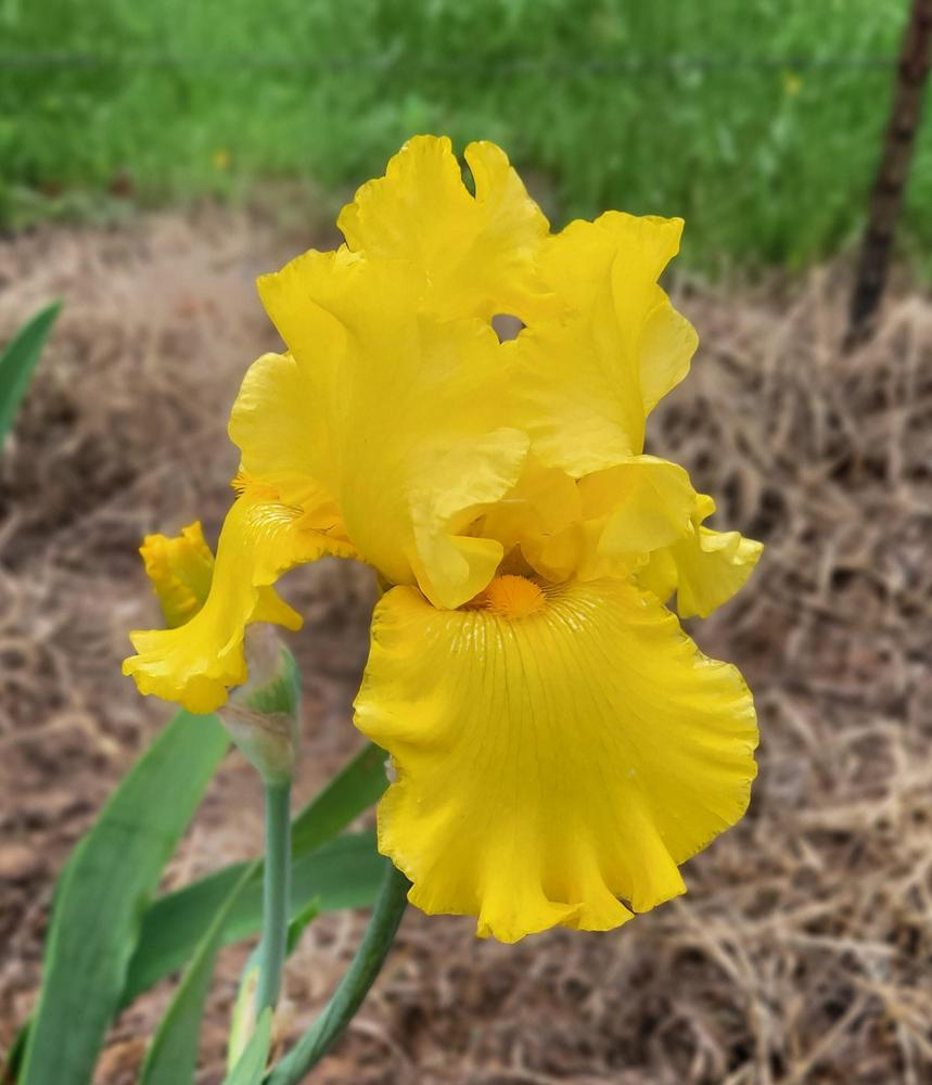 Photo of Tall Bearded Iris (Iris 'Best and Brightest') uploaded by Bitoftrouble