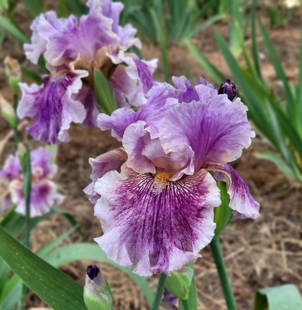 Photo of Tall Bearded Iris (Iris 'I Broke It') uploaded by Bitoftrouble