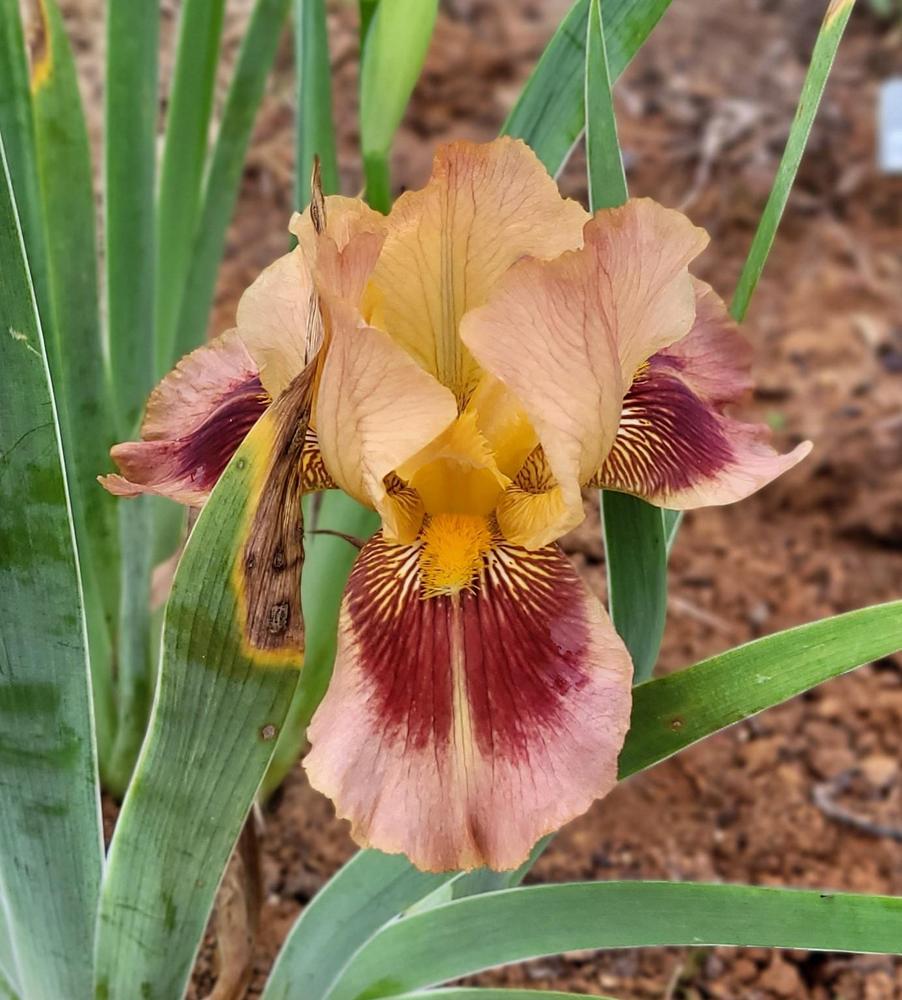 Photo of Tall Bearded Iris (Iris 'Accentuation') uploaded by Bitoftrouble