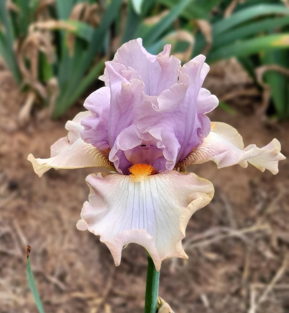 Photo of Tall Bearded Iris (Iris 'Enraptured') uploaded by Bitoftrouble