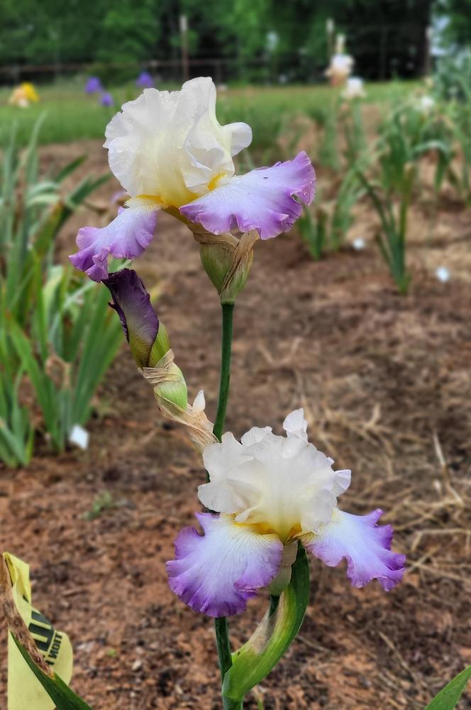 Photo of Tall Bearded Iris (Iris 'Mist on the Mountain') uploaded by Bitoftrouble
