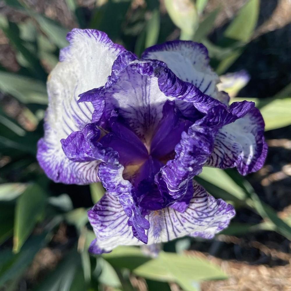 Photo of Tall Bearded Iris (Iris 'Art Deco') uploaded by Bloomerrang