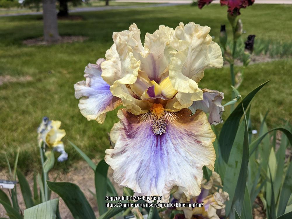 Photo of Tall Bearded Iris (Iris 'Logistical') uploaded by BlueFlagFan