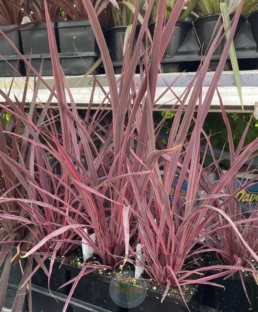 Photo of Forest Cabbage Tree (Cordyline banksii Electric Pink™) uploaded by BlueOddish