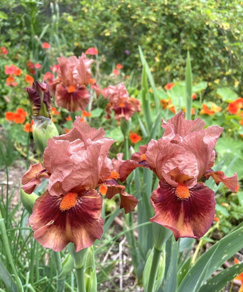 Photo of Intermediate Bearded Iris (Iris 'Safari Sunrise') uploaded by Calif_Sue