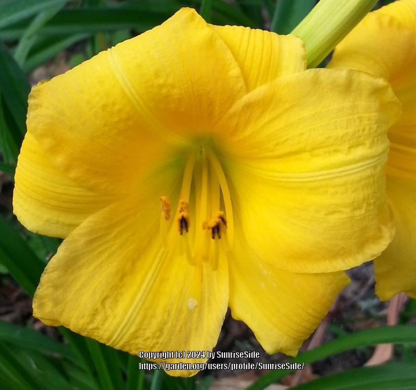 Photo of Daylily (Hemerocallis 'Yellow Lollipop') uploaded by SunriseSide