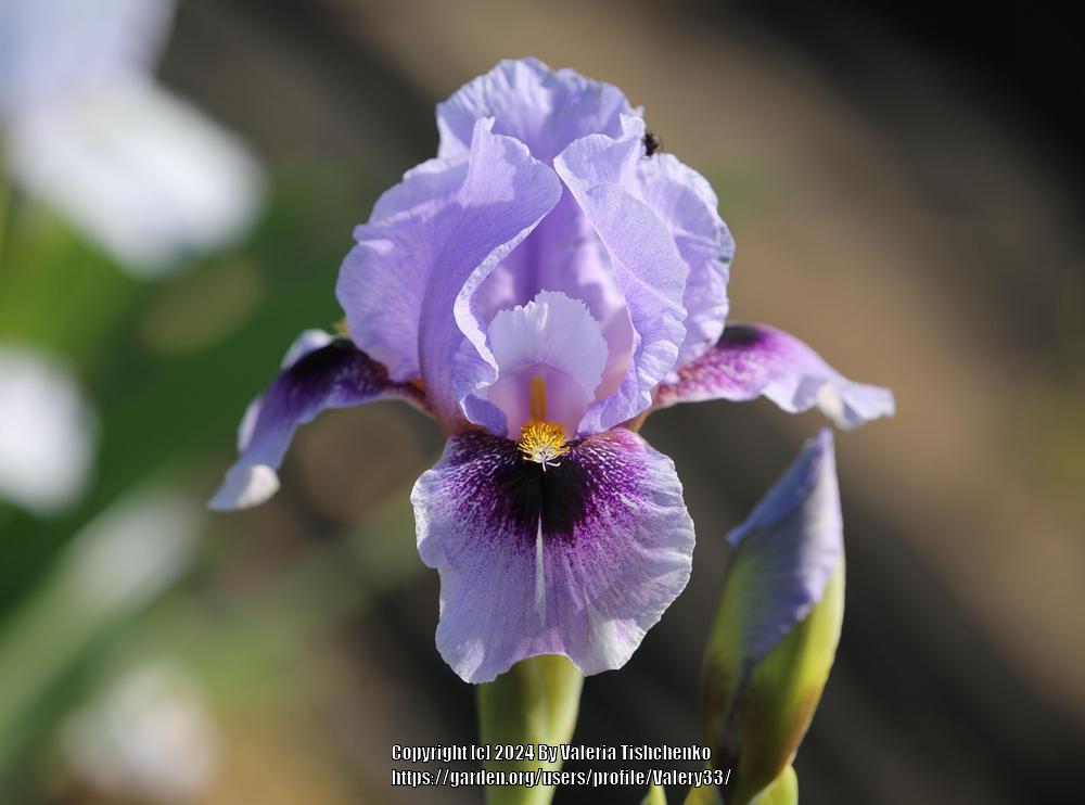 Photo of Arilbred Iris (Iris 'Eye on America') uploaded by Valery33