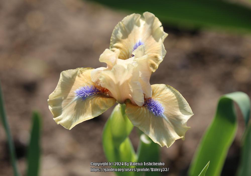 Photo of Standard Dwarf Bearded Iris (Iris 'Believe') uploaded by Valery33