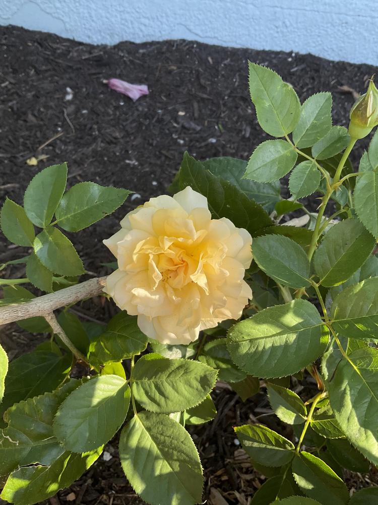 Photo of Rose (Rosa 'King's Ransom') uploaded by ewdbills