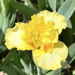 Location: southeast Nebraska 
Date: 2024-04-22
First bloom for plant