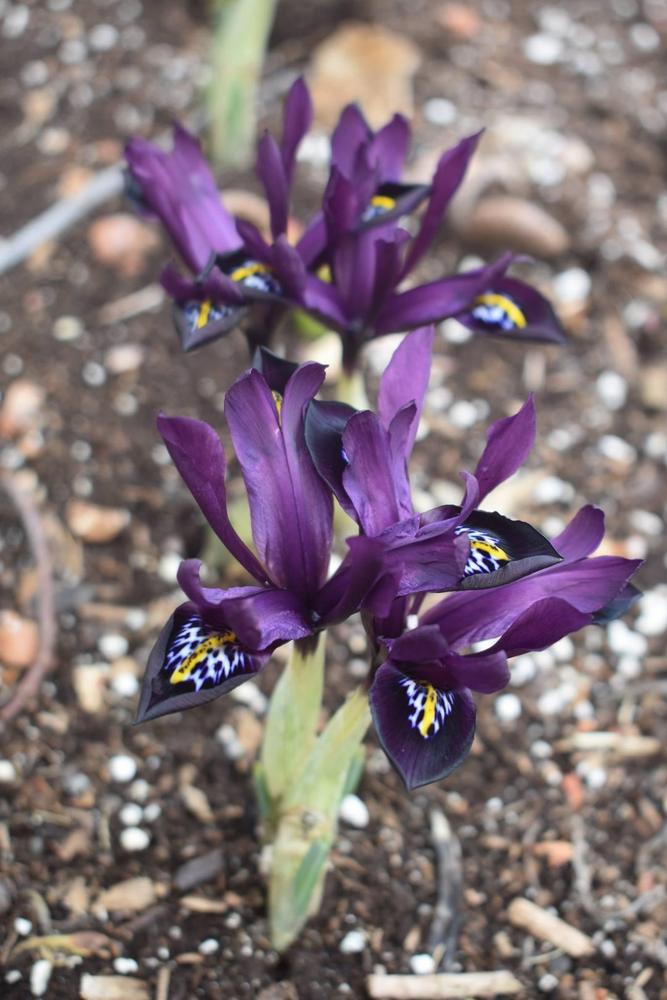 Photo of Reticulated Iris (Iris reticulata 'J. S. Dijt') uploaded by pixie62560