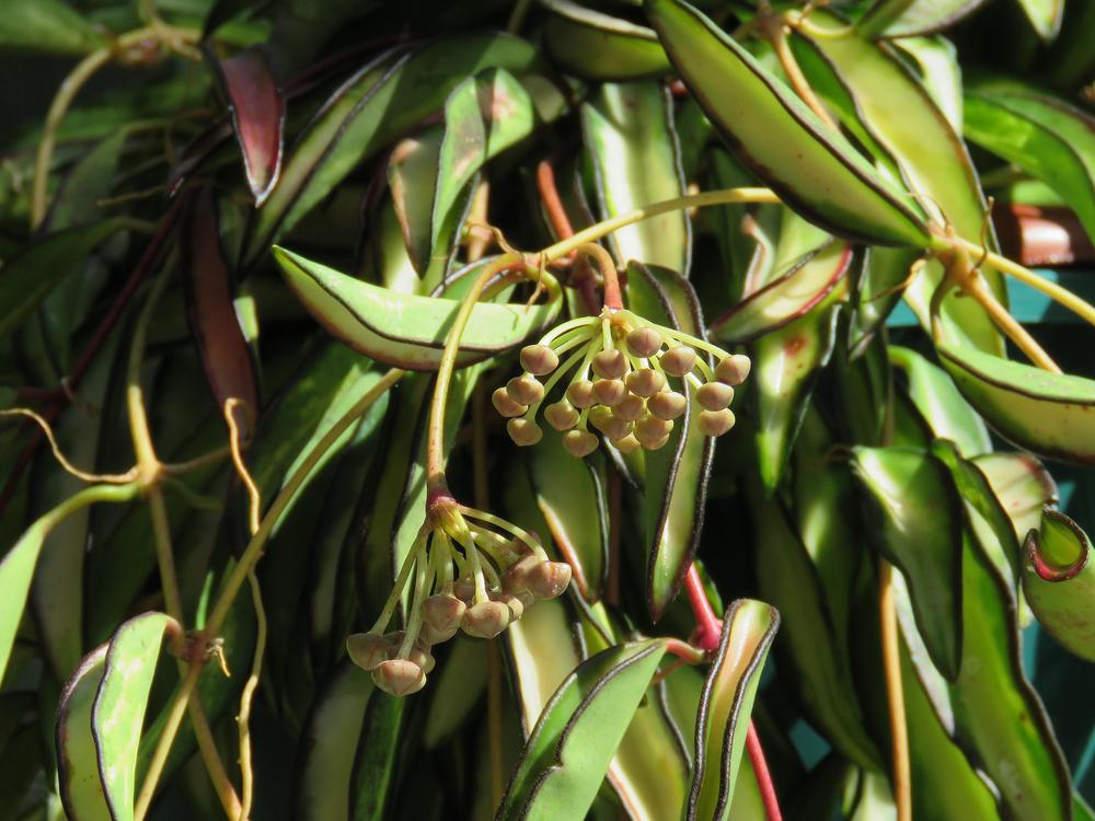 Photo of Wax Plant (Hoya wayetii 'Variegata') uploaded by plantladylin