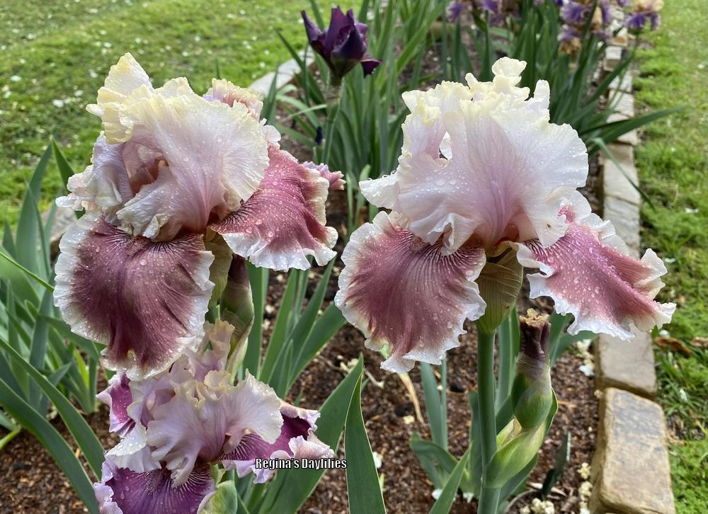 Photo of Tall Bearded Iris (Iris 'Heart Racer') uploaded by scflowers