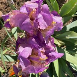 Location: Wilhoit, AZ
Date: April 2024
Acacia Rose at Bloomer-Rang Iris Farm