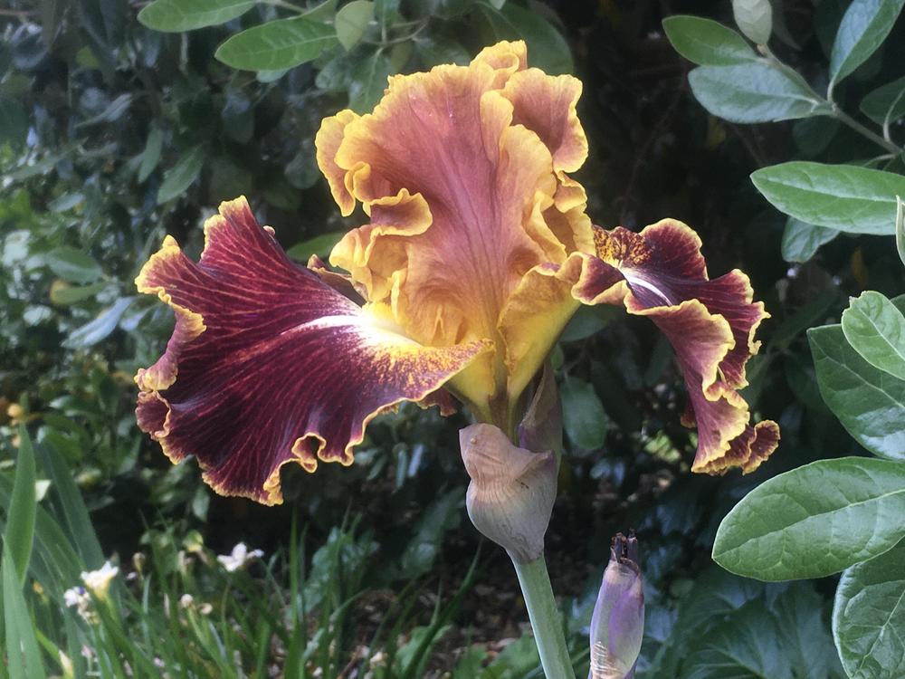 Photo of Tall Bearded Iris (Iris 'Volcanic Glow') uploaded by Neela