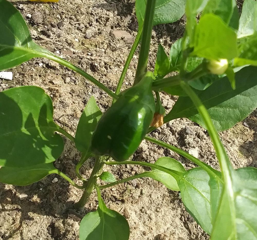 Photo of Bell Pepper (Capsicum annuum 'Keystone') uploaded by TomatoNut95