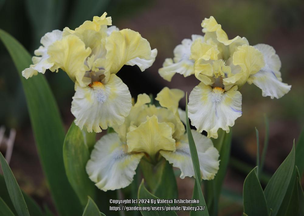 Photo of Standard Dwarf Bearded Iris (Iris 'Shallows') uploaded by Valery33