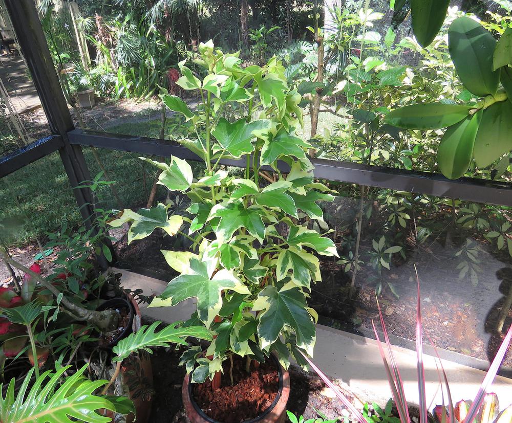 Photo of Tree Ivy (XFatshedera lizei 'Angyo Star') uploaded by plantladylin