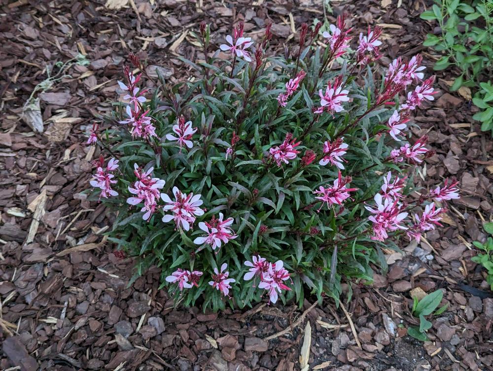Photo of Appleblossom Grass (Oenothera lindheimeri Belleza™ Dark Pink) uploaded by variegatagal