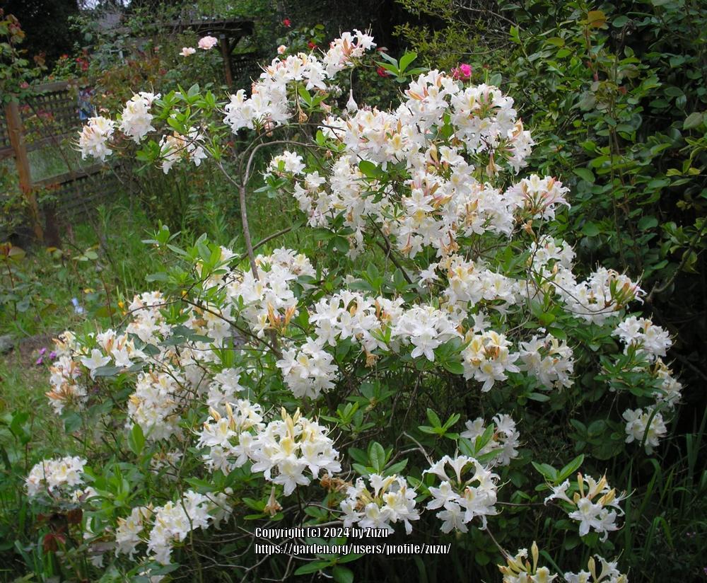 Photo of Azalea (Rhododendron 'Northern Hi-lights') uploaded by zuzu