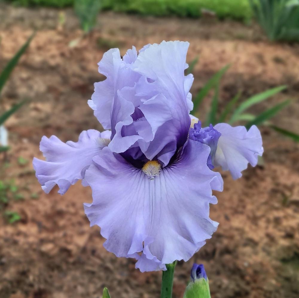 Photo of Tall Bearded Iris (Iris 'Tend My Heart') uploaded by Bitoftrouble