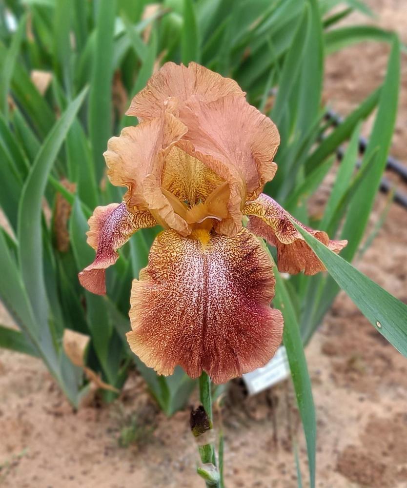 Photo of Tall Bearded Iris (Iris 'Pepper Blend') uploaded by Bitoftrouble