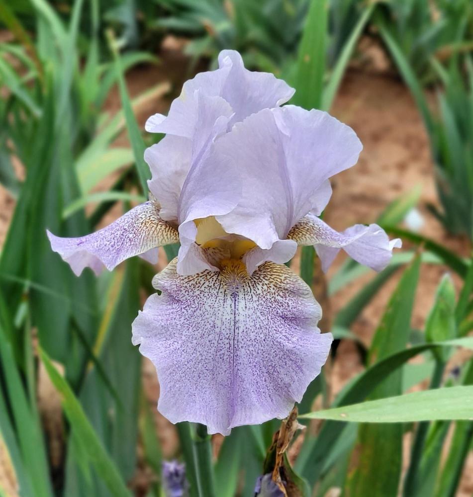 Photo of Tall Bearded Iris (Iris 'Hidden Gem') uploaded by Bitoftrouble