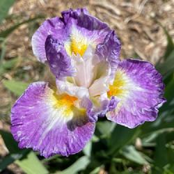 Location: Wilhoit, AZ
Date: April 2024
Backlit Beauty at Bloomer-Rang Iris Farm