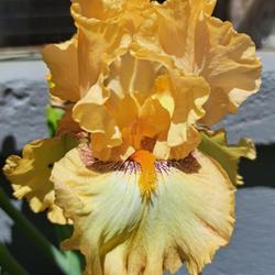 Location: Bassett, VA (Zone 7a)
Date: 2024-04-23
Maiden bloom. Absolutely love this iris so far