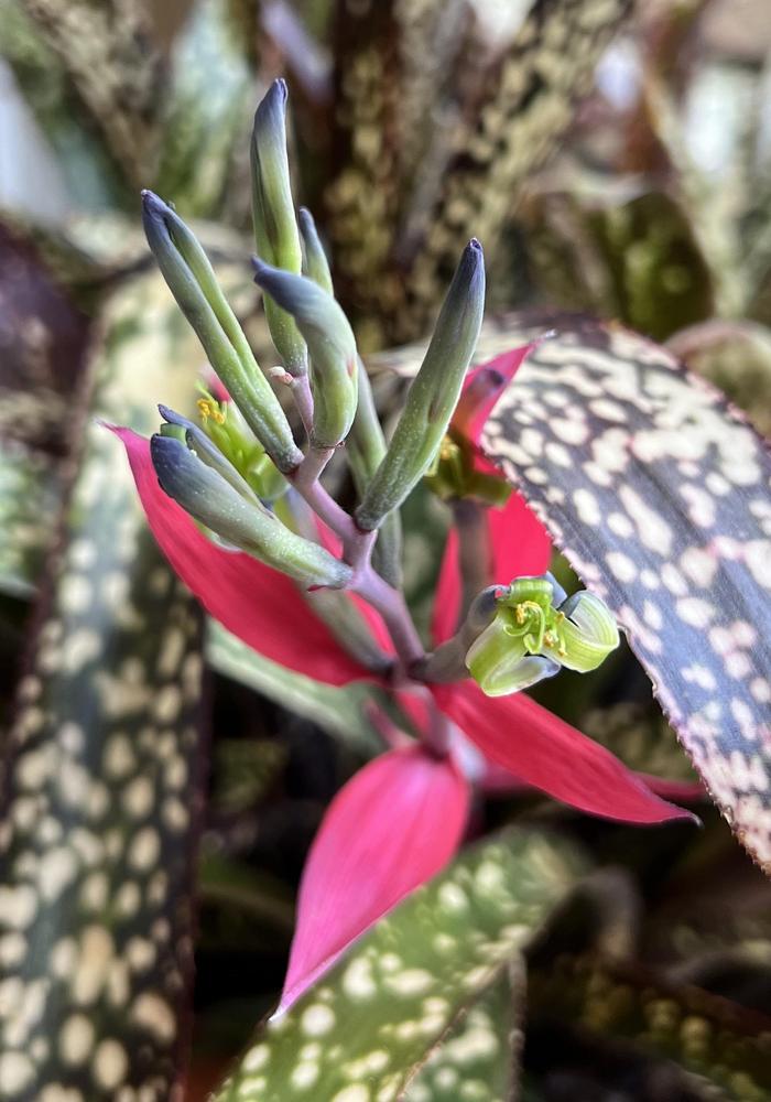 Photo of Bromeliad (Billbergia) uploaded by Floridian