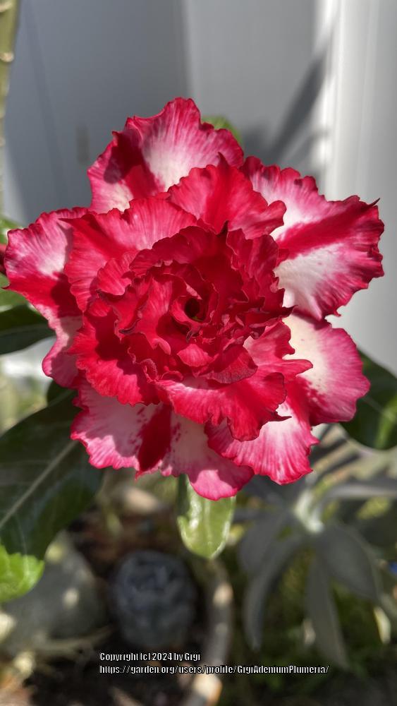 Photo of Desert Rose (Adenium 'Chai Lai') uploaded by GigiAdeniumPlumeria