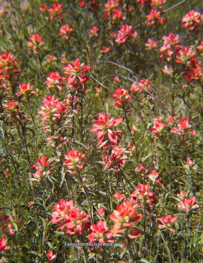 Photo of Indian Paintbrush (Castilleja coccinea) uploaded by Ivan_N_Tx