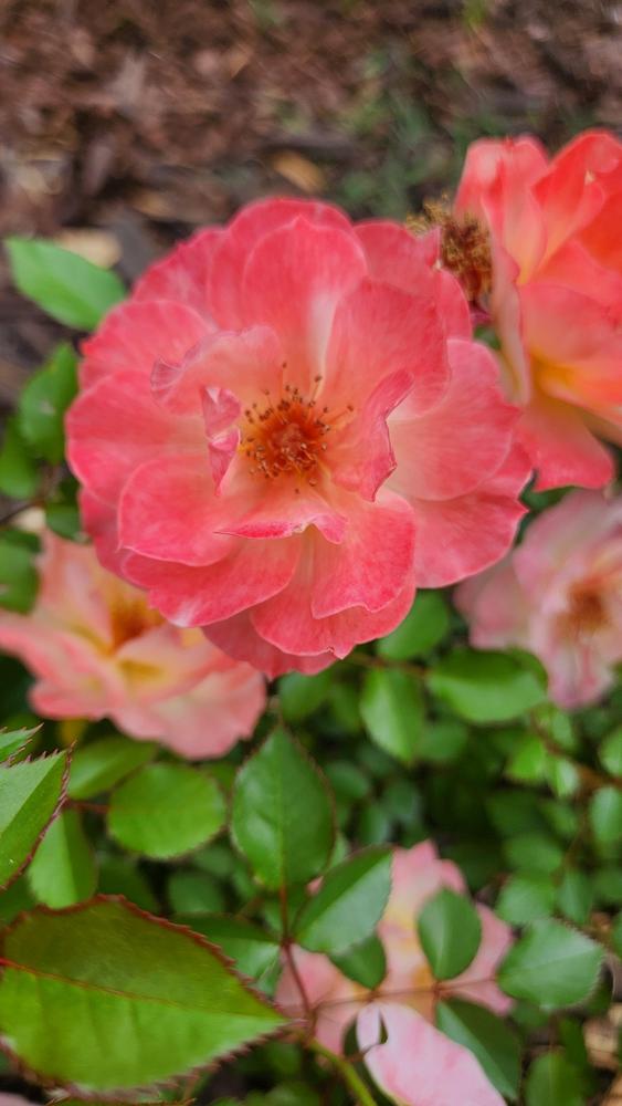 Photo of Rose (Rosa 'Oso Easy Italian Ice') uploaded by LandscapeGA8b