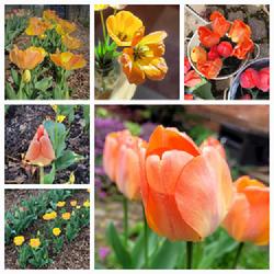 Location: Ann Arbor, Michigan
Date: 2024-04
Photo collage, Daydream tulips