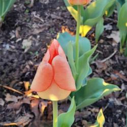 Location: Ann Arbor, Michigan
Date: 2024-04-24
2024 Tulip, Daydream