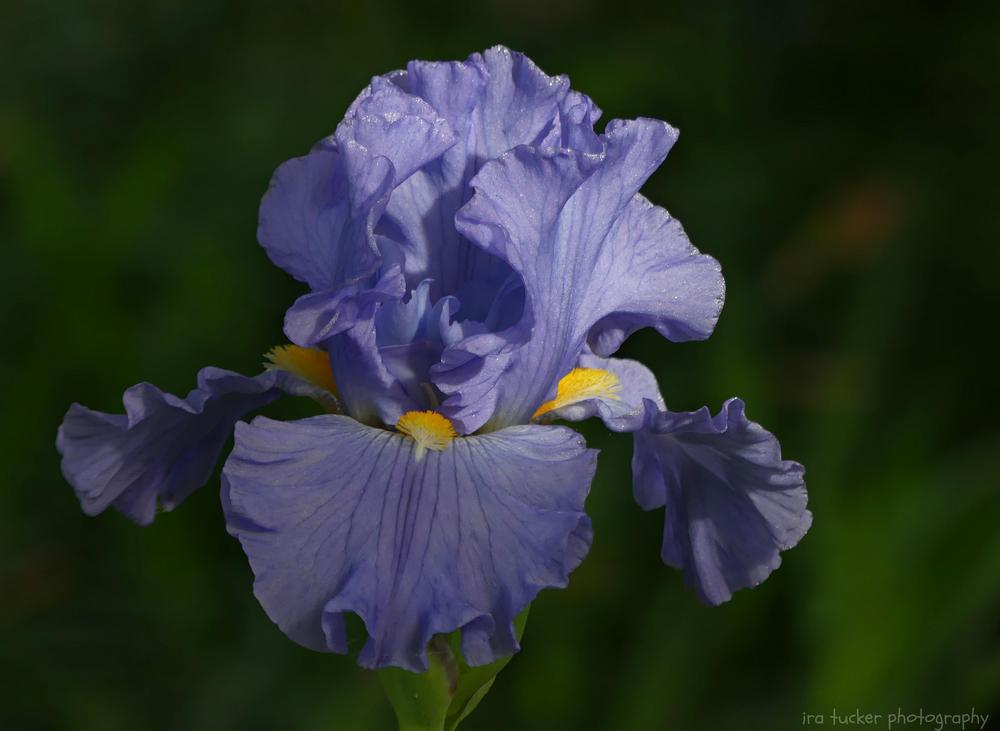 Photo of Tall Bearded Iris (Iris 'Sky and Sun') uploaded by drirastucker