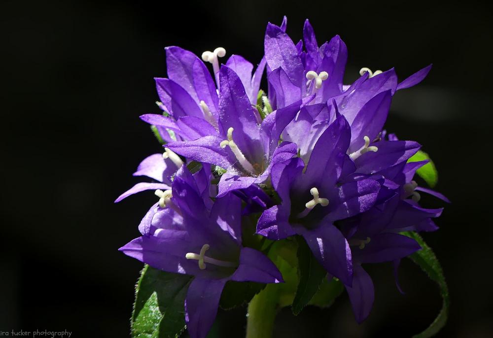 Photo of Clustered Bellflower (Campanula glomerata) uploaded by drirastucker