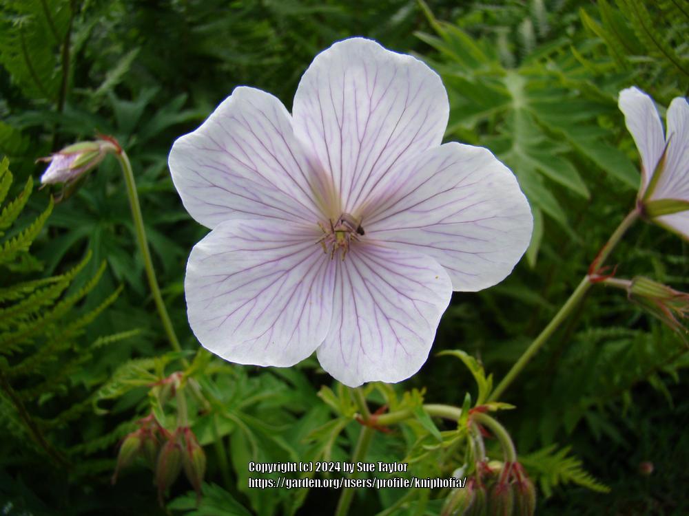Photo of Geranium (Geranium clarkei 'Kashmir White') uploaded by kniphofia