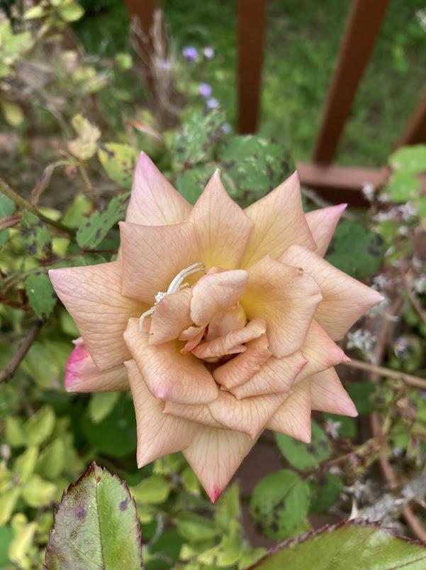 Photo of Rose (Rosa 'Suntan Beauty') uploaded by pmpauley