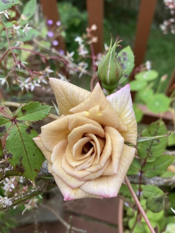 Photo of Rose (Rosa 'Suntan Beauty') uploaded by pmpauley