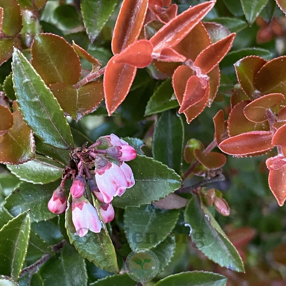 Photo of Evergreen Huckleberry (Vaccinium ovatum Scarlet Ovation) uploaded by springcolor