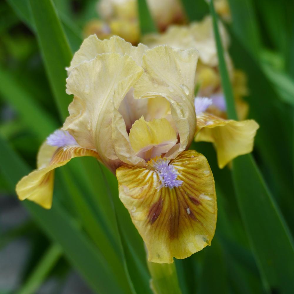 Photo of Standard Dwarf Bearded Iris (Iris 'Maibowle') uploaded by D3LL