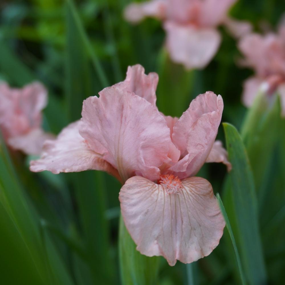 Photo of Standard Dwarf Bearded Iris (Iris 'Pussycat Pink') uploaded by D3LL