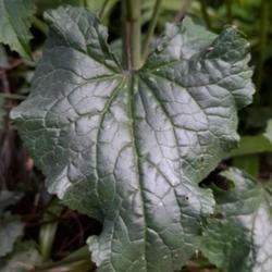 Location: My garden, Tyne and Wear, England UK 
Date: 2024-04-26
Lunaria annua