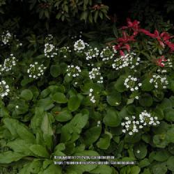 Location: Howick Hall gardens, Northumberland, England UK 
Date: 4000-04-26
Ourisia macrophylla