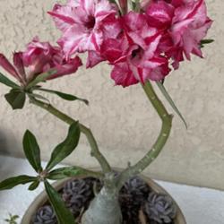 Location: My garden in Tampa, Florida
Date: 2024-04-25
My grafted desert rose, hand pollinated today.