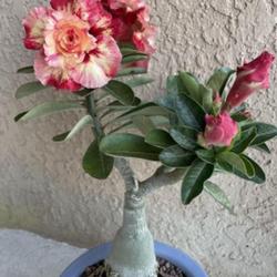 Location: My garden in Tampa, Florida
Date: 2024-04-25
My beautiful grafted desert rose!